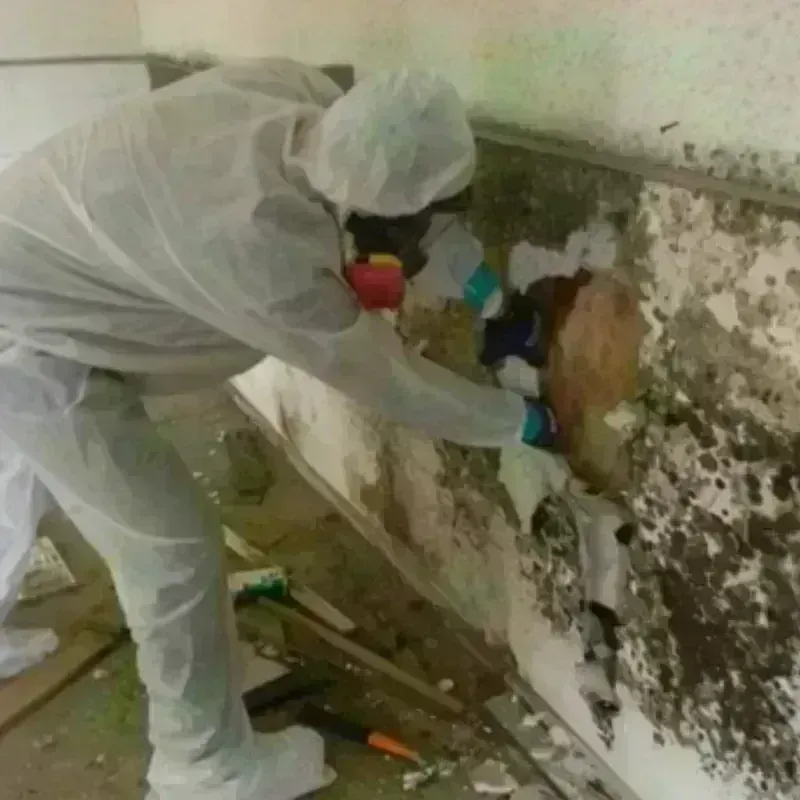 Mold Remediation and Removal in Hockessin, DE